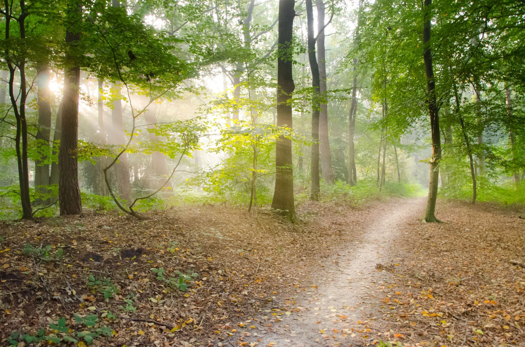A sunlit dirt path winding through green woodland in the morning