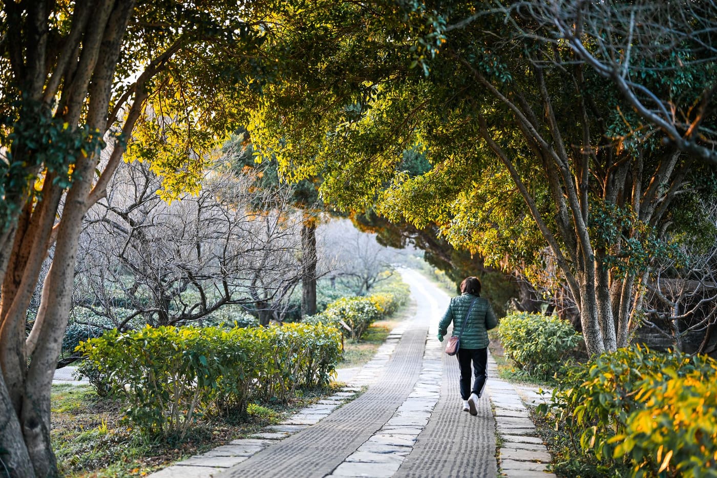 A person walking along a sunlit, tree-lined park path